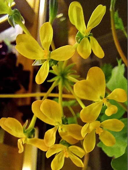 Красивый цвет, правда же?