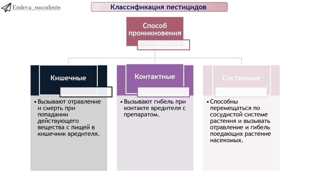 Фото 2 - Способ проникновения пестицидов в растение.