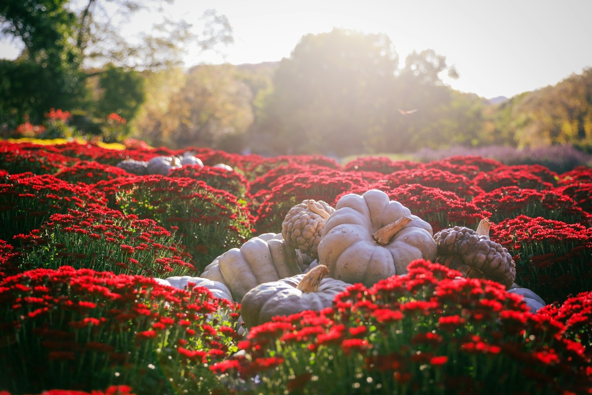   Фото: Chad Stembridge on Unsplash