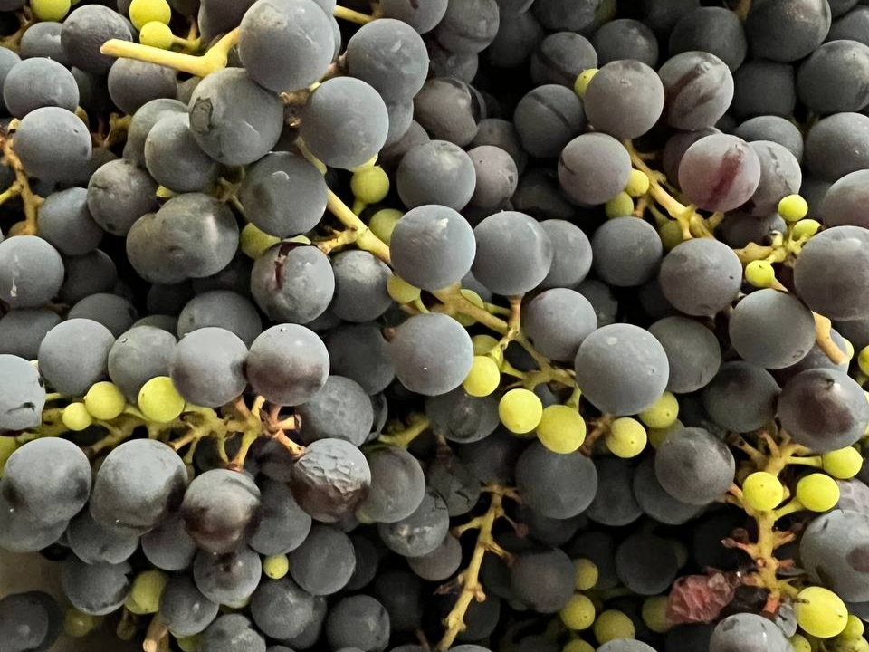    Фото: REGIONS/Елена Фурман