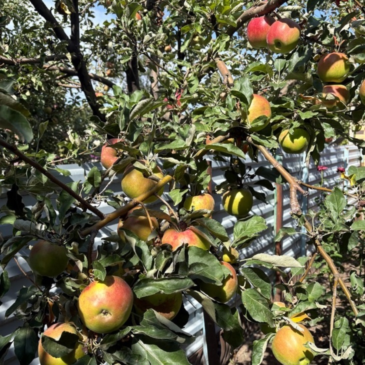    яблоки Редакция Газеты