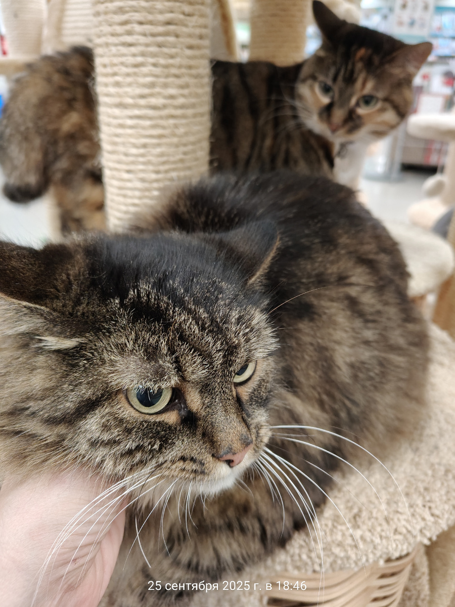 Месси в гостях у Буси, хозяйки магазина Бетховен, недалеко от нашего дома.