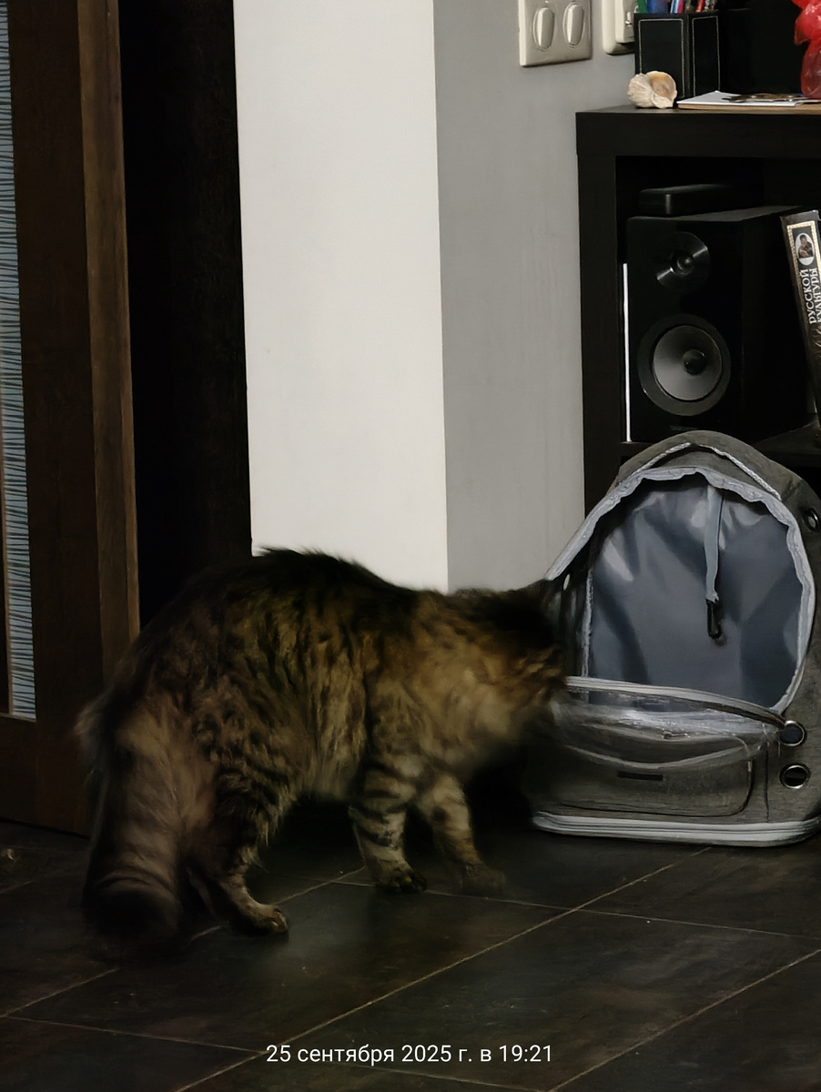 Купила Месси новую переноску рюкзак с прозрачной "дверцей" на молнии.