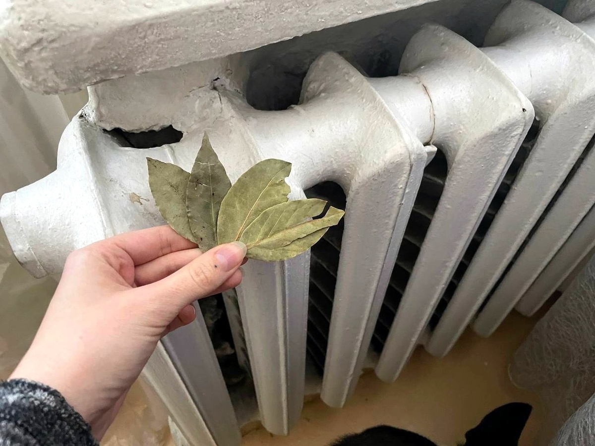    С первыми заморозками кладу лист лавра на батарею — и живу без бед: вот что происходит — вся семья замечает разницу