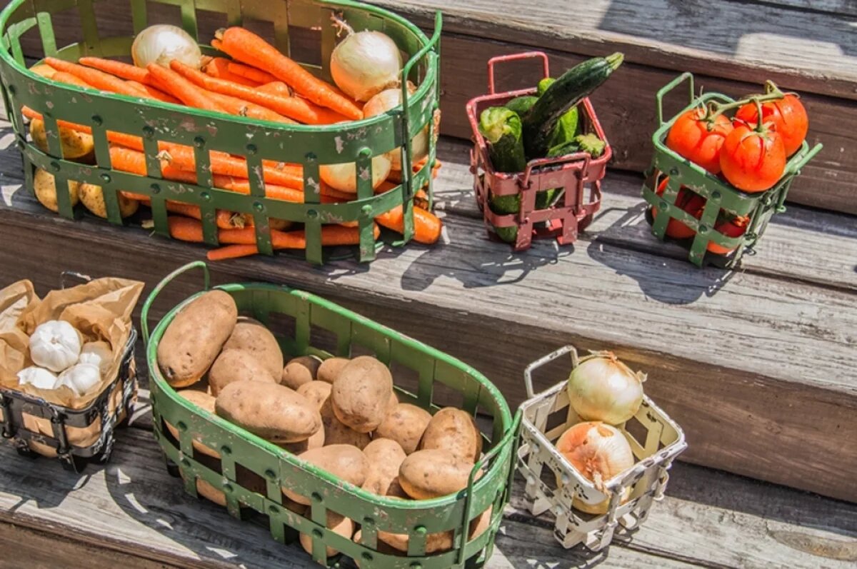    Для уборки всех овощных культур очень важен правильный момент. Они должны хорошо вызреть, чтобы долго и хорошо храниться.