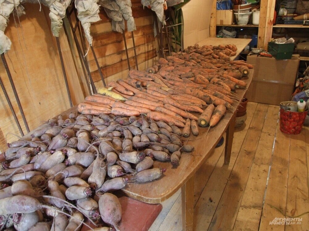    Подсушивание свёклы и моркови перед зимним хранением. Фото: АиФ/ Ольга Воронова