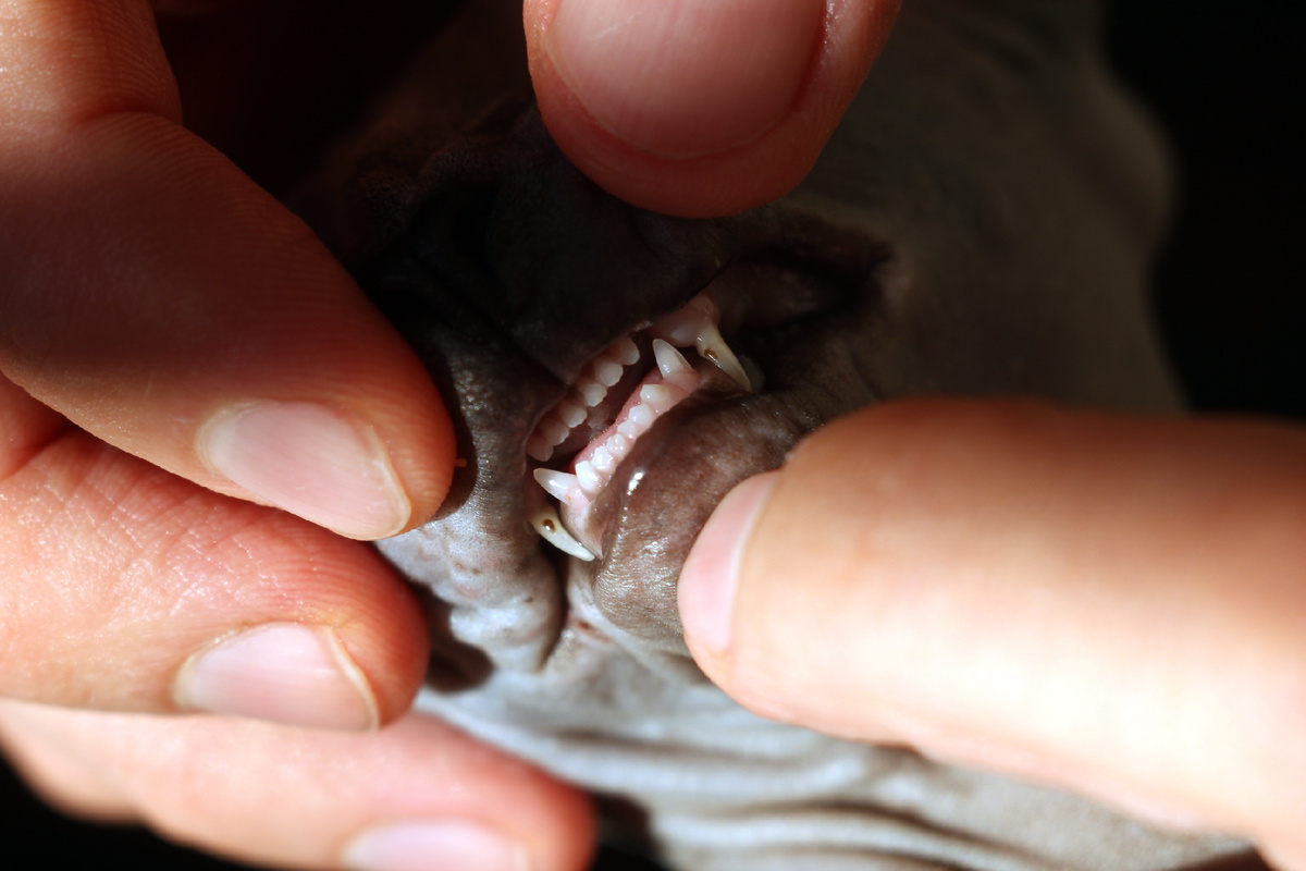 Зубы 5-ти месячного котенка Эль. Она не грызет - она глотает, жадко и быстро. Зубы не очищаются