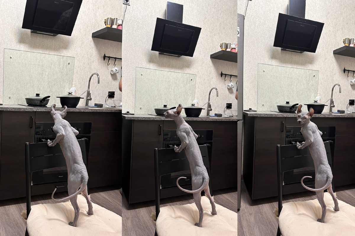 Наш "дежурный по кухне". Бдит, чтобы ничего не пропустить