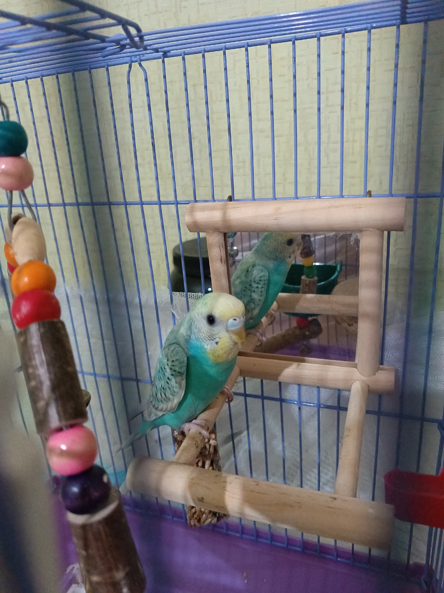 
Как правильно обустроить клетку для волнистого попугая: полное руководство
Выбор правильной клетки
Размер имеет значение. Для одного волнистого попугая минимальная длина клетки должна составлять 50-60 см, ширина 40-50 см, высота 60-70 см. Для пары птиц эти показатели увеличиваются до 80х50х80 см.

Форма и материал. Выбирайте прямоугольную клетку с горизонтальными прутьями. Оптимальный материал — нержавеющая сталь с безопасным покрытием. Расстояние между прутьями не должно превышать 1-1,2 см.

Основные элементы обустройства
Жердочки и насесты. Установите 2-3 жердочки разного диаметра (10-15 мм) из натурального дерева — березы или яблони. Они должны располагаться так, чтобы попугай мог свободно перемещаться между ними.

Кормление и питье. Понадобятся устойчивые кормушки и поилки, которые крепятся к прутьям. Важно: не размещайте их под жердочками, чтобы избежать загрязнения корма и воды.

Игрушки и развлечения. Обогатите клетку:

Качелями

Лесенками

Колокольчиками

Зеркалами (для одиноких птиц)

Размещение и безопасность
Правильное расположение. Клетка должна стоять:

В хорошо освещенном месте

На уровне глаз человека

Вдали от сквозняков

Не рядом с кухонными приборами

При температуре 20-25°C

Уход и гигиена
Регулярная уборка — залог здоровья птицы. Ежедневно:

Меняйте воду

Очищайте кормушки

Убирайте поддон

Еженедельно проводите полную дезинфекцию клетки безопасными средствами.

Важные рекомендации
Оставляйте около 60% пространства свободным для полетов

Не используйте пластиковые жердочки — они скользкие

Регулярно меняйте игрушки для поддержания интереса птицы

Избегайте токсичных материалов при обустройстве

Не ставьте клетку рядом с источниками шума

Правильно обустроенная клетка — это основа счастливой жизни вашего пернатого друга. Помните, что попугай проводит в ней большую часть времени, поэтому комфорт и безопасность должны быть на первом месте.