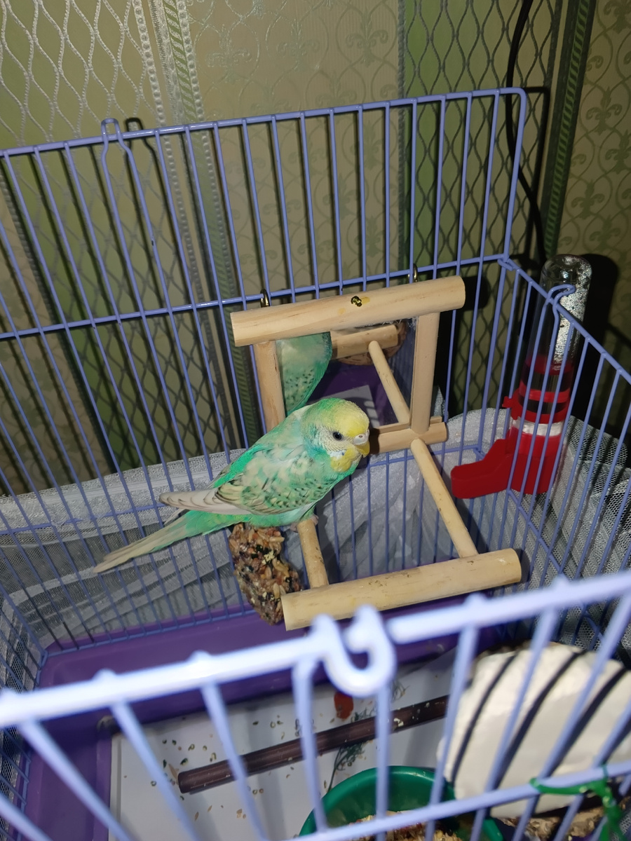 Пишу в авито хочу попугая, завести друга, цвет не важен лишь бы дружелюбный был... И мне скидывают фотку на следующий день