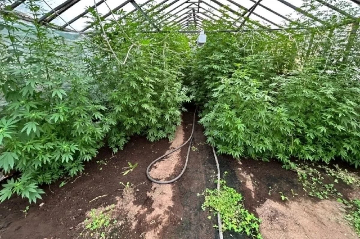    На Камчатке пенсионер выращивал в теплице 50 кустов конопли