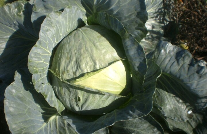 Чтобы капуста не растескивалась и рано не портилась: главное правило и 2 тонкости. И почему не дожди виноваты в растрескивании при хранении