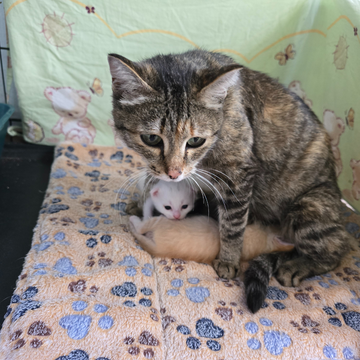 мама защищает малыша беззащитно нежно