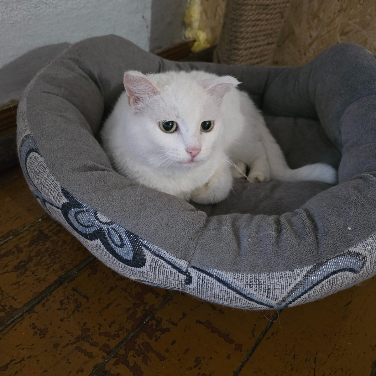 белоснежная грусть в серых объятиях