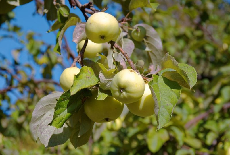 Посадка фруктовых деревьев осенью: секреты успешной приживаемости
