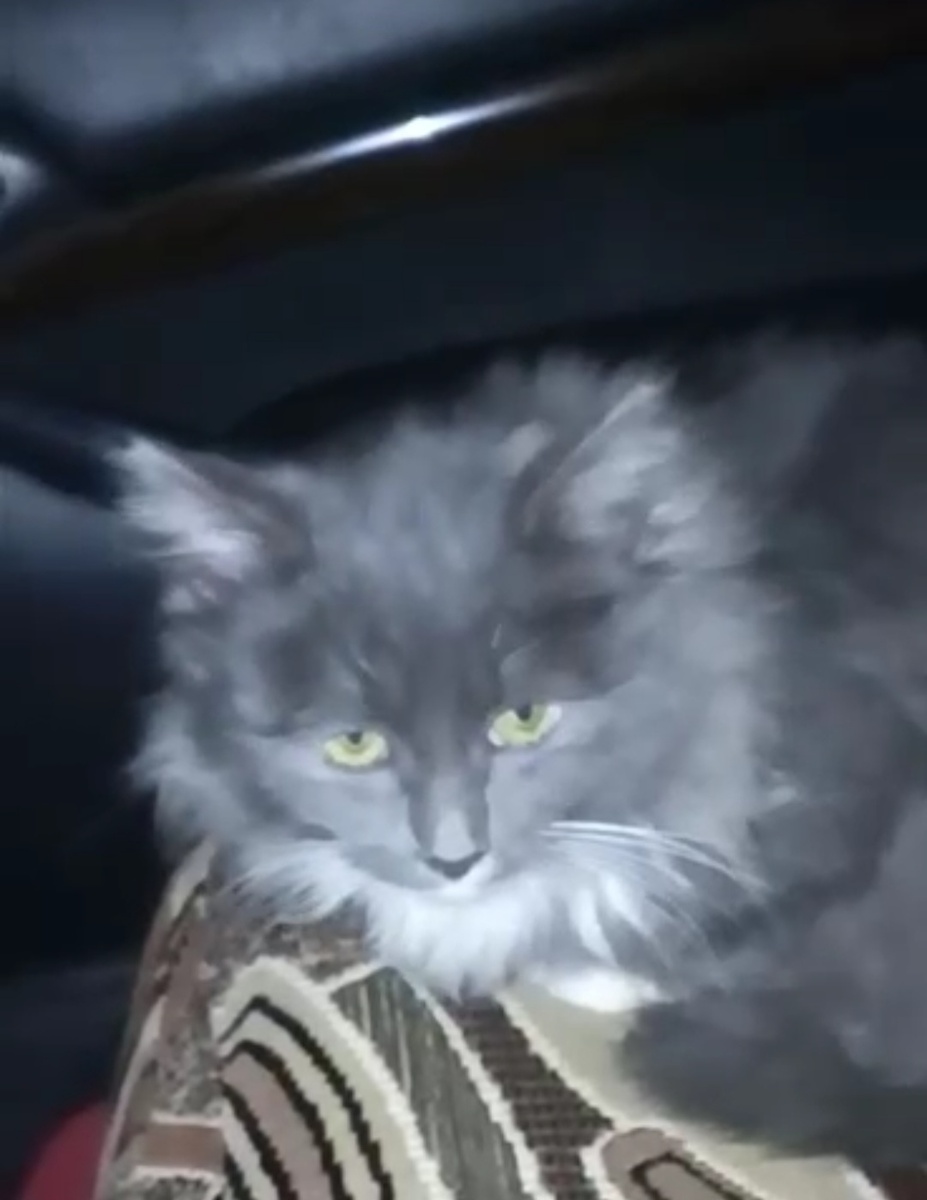 Барсик едет домой