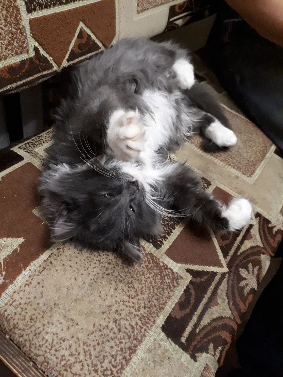 Отдыхает после мытья