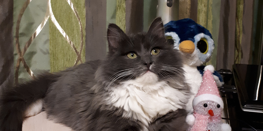 Барсик сам выбрал своего человека и в тот же морозный вечер отправился домой