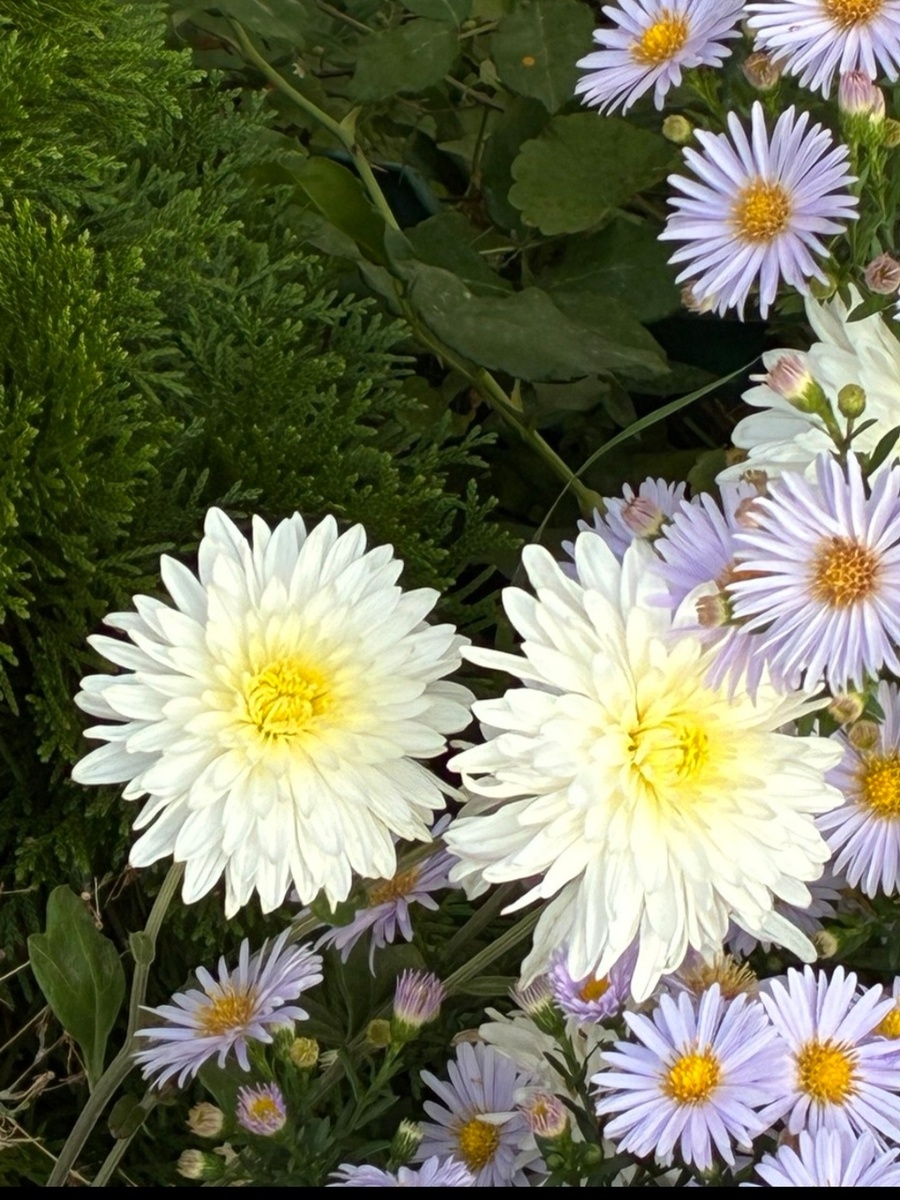 Хризантемки и октябринки