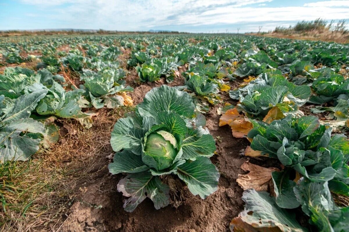    Жителям Камчатки пообещали местные овощи по доступной цене