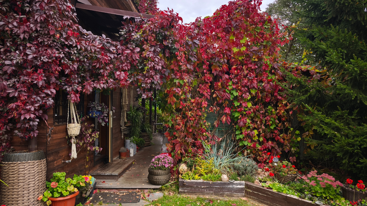 Пока не было заморозков девичий виноград показывает всю свою яркость. Именно из-за этой красоты приходится терпеть его вездесущность, удалять лишние побеги и обрезать длинные плети