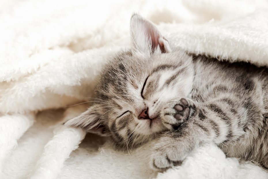    Shutterstock/FOTODOM