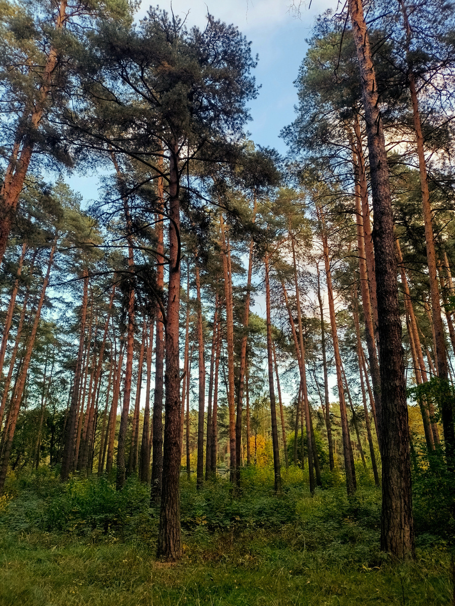 Лес на территории санатория(фото автора). 