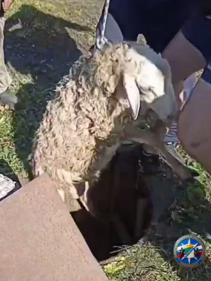    Скриншот: тг-канал «СПАСАТЕЛИ МАСС"