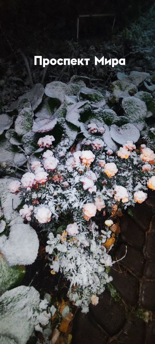    Фото: Проспект мира