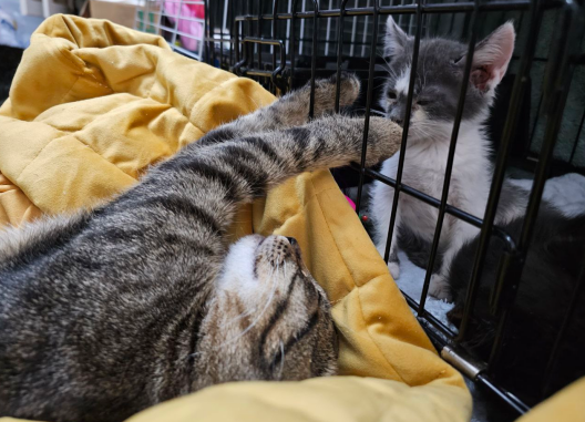 Малыши приюта