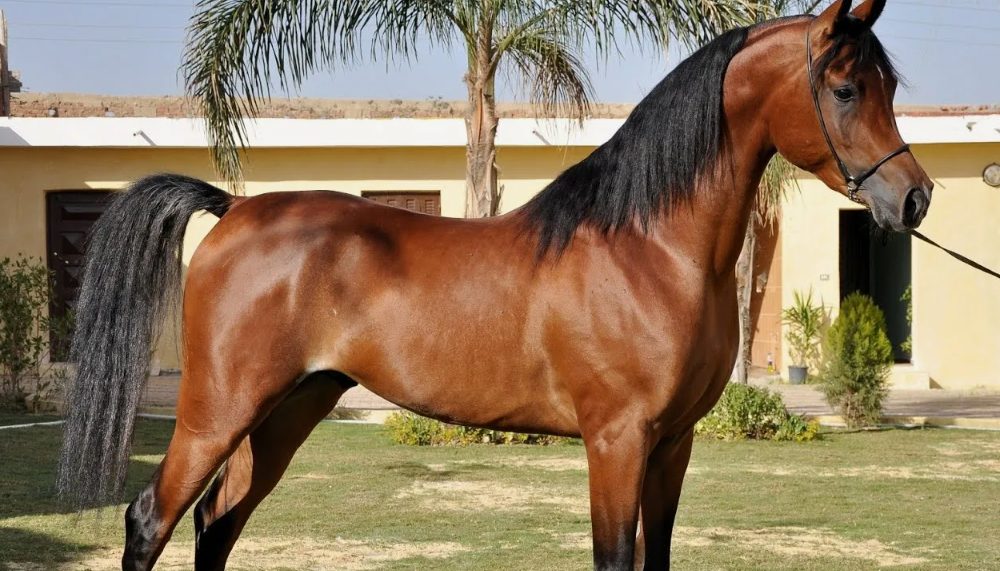 Арабская чистокровная порода лошадей