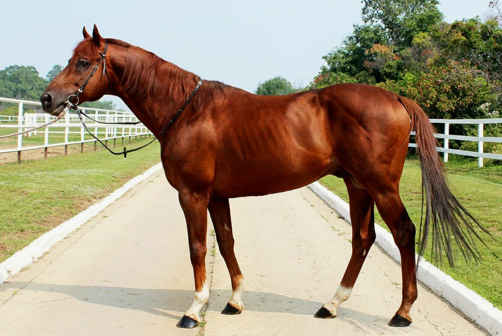 Английская чистокровная верховая порода лошадей