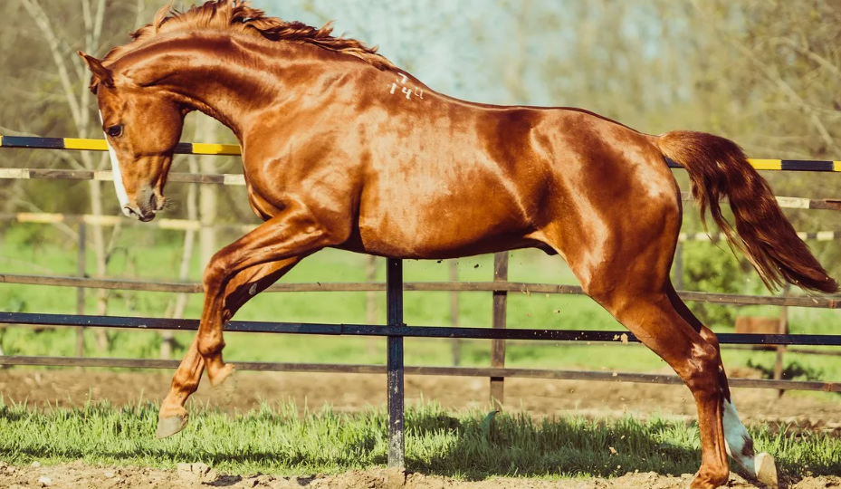 Лошади Планеты Земля: От пустынь Востока до степей России