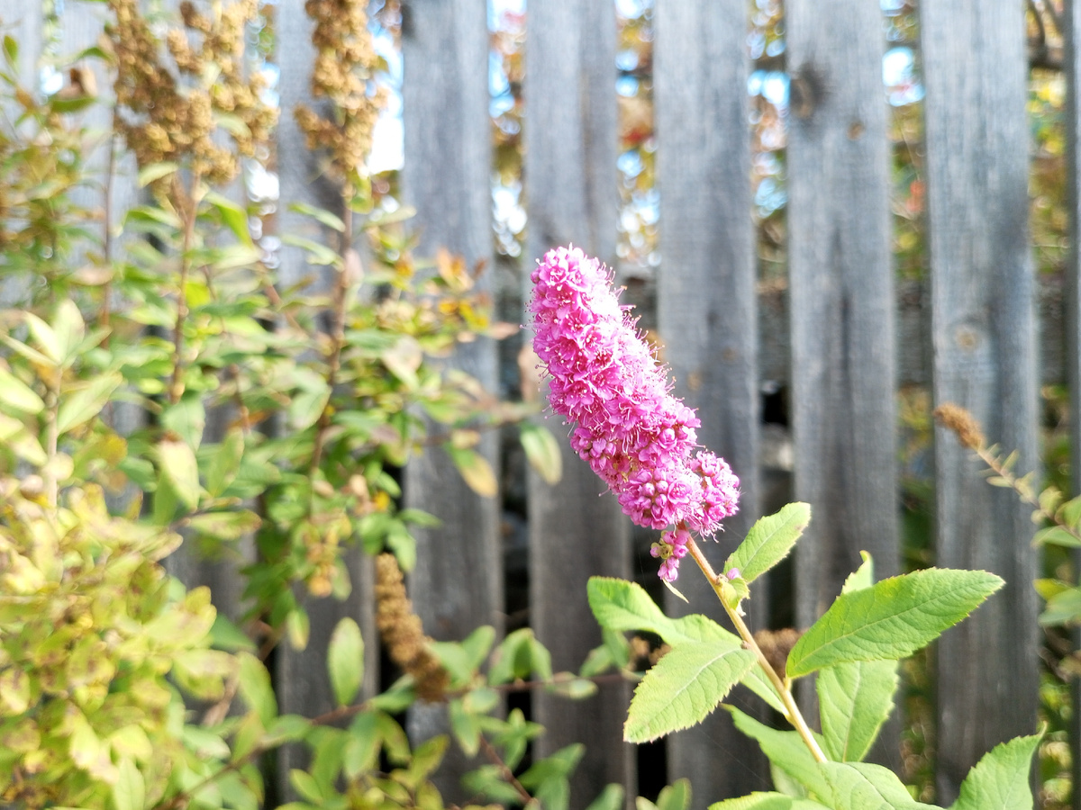Последний цветок. Фото автора.