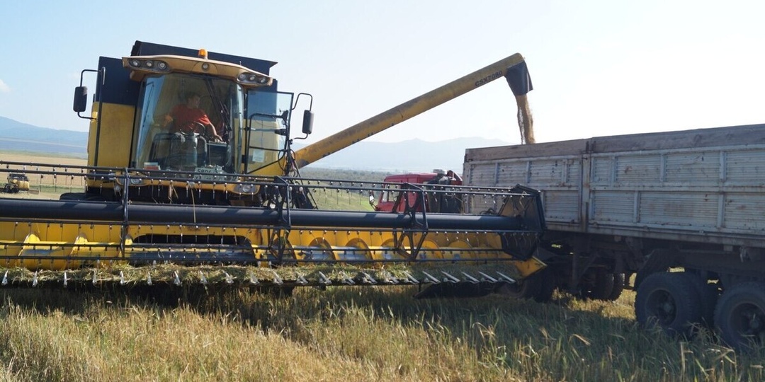 58% зерновых собрали в Хакасии