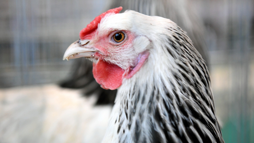    Фото: © РИА Новости/Илья Питалев