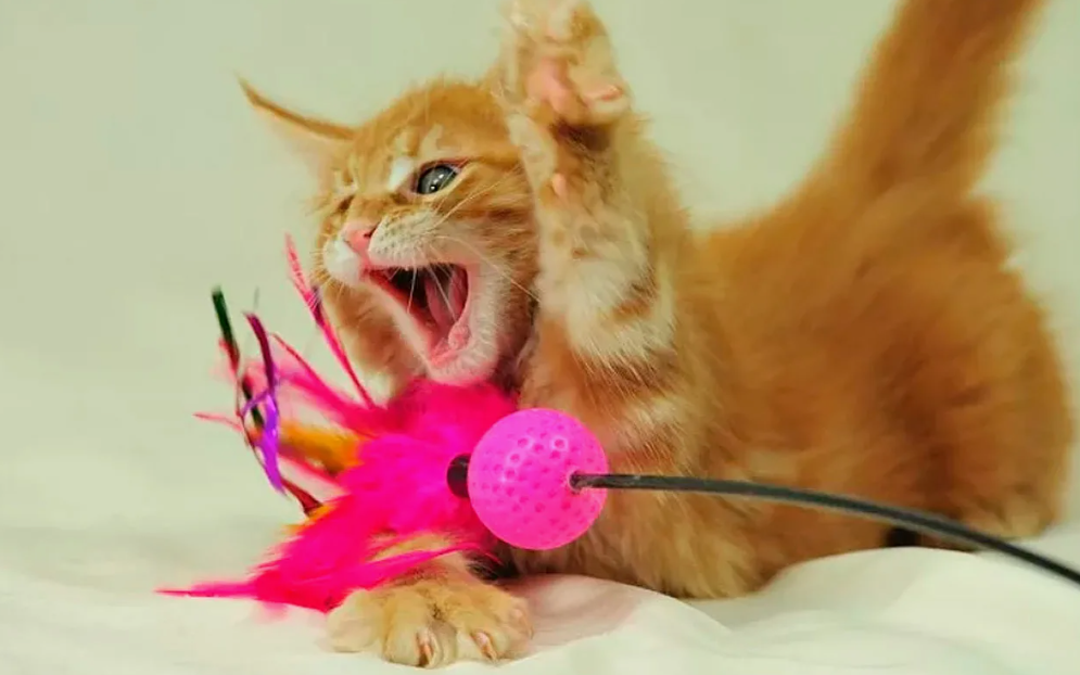 Охотничий инстинкт — любая кошачья игра имитирует охоту: прыжки, засады, погони и удары лапами.