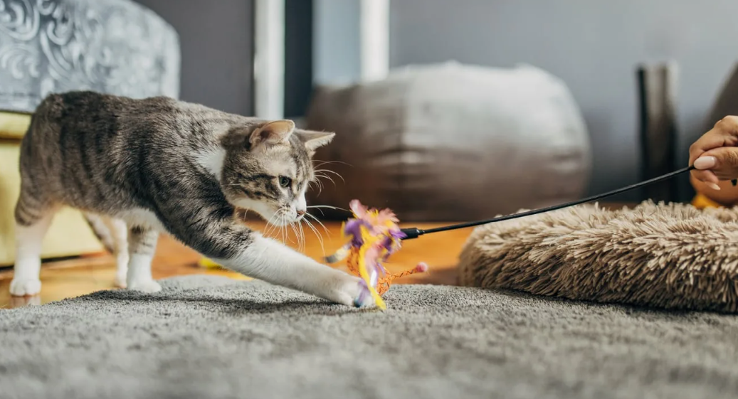 Добыча» жива дольше — кошка чаще интересуется игрушками, которые двигаются или издают звуки.