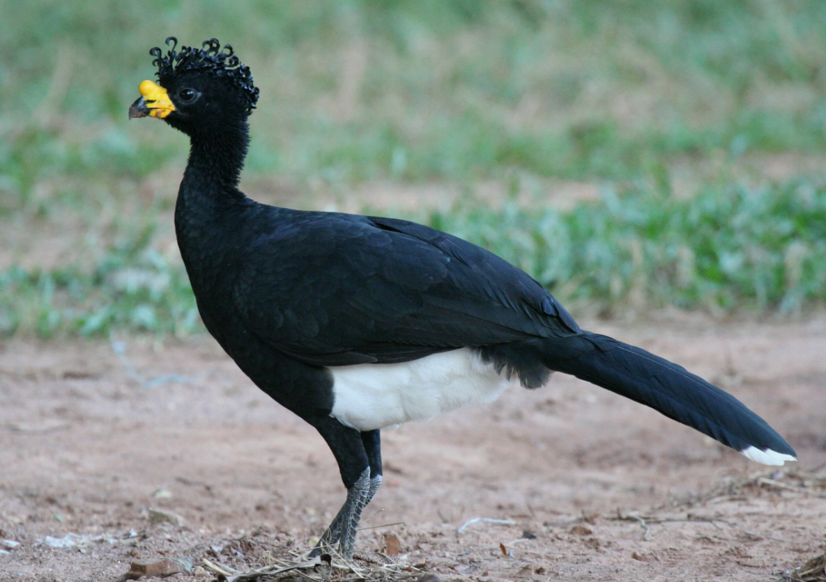 Живые трубы леса — их крики слышны за километр и напоминают одновременно мычание, свист и звук кастаньет.