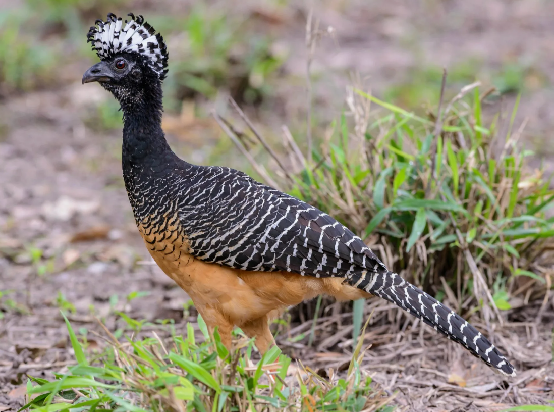 Акробаты крон — гокко умеют бегать по веткам вниз головой, крепко держась лапами.