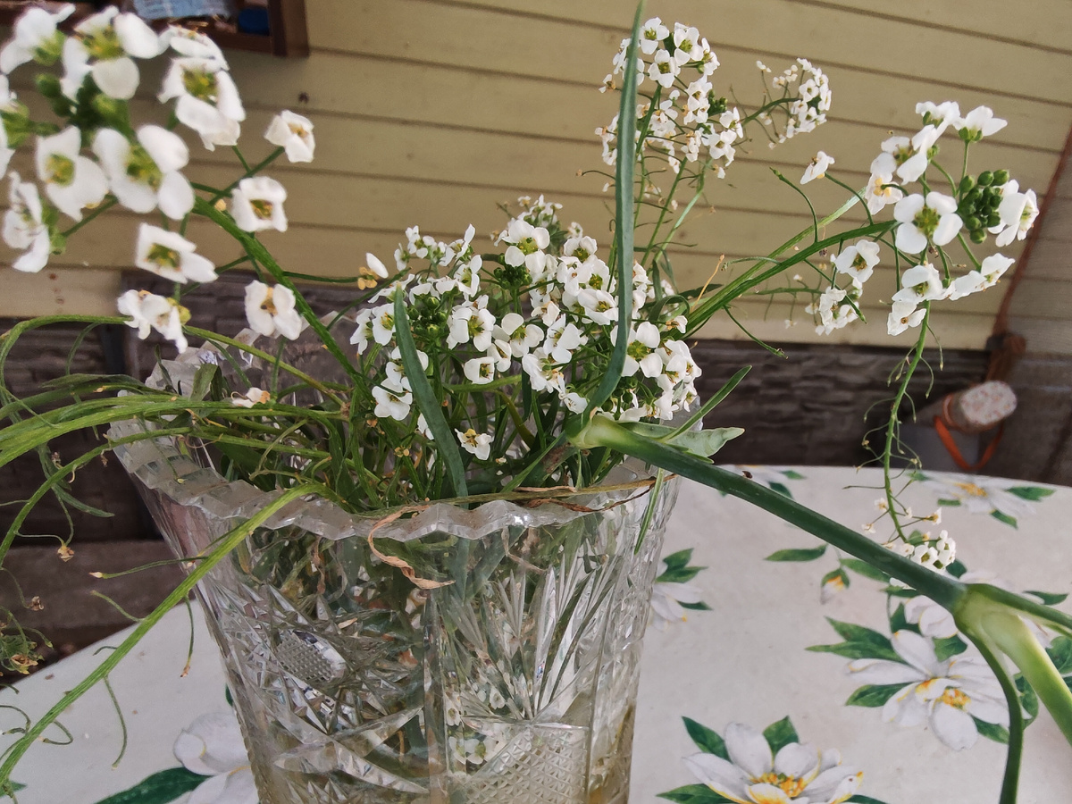 Веточку в вазу поставила моя свекровь (приготовила, чтобы увезти домой) и забыла. Она так простояла 5 недель, могла бы и дольше стоять, да лепестки отсыпаться сильно стали. 