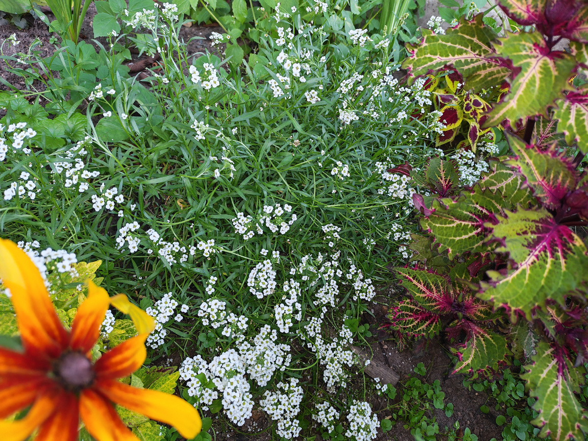 Сочетаний может быть много и разных. В горшках и открытом грунте. 