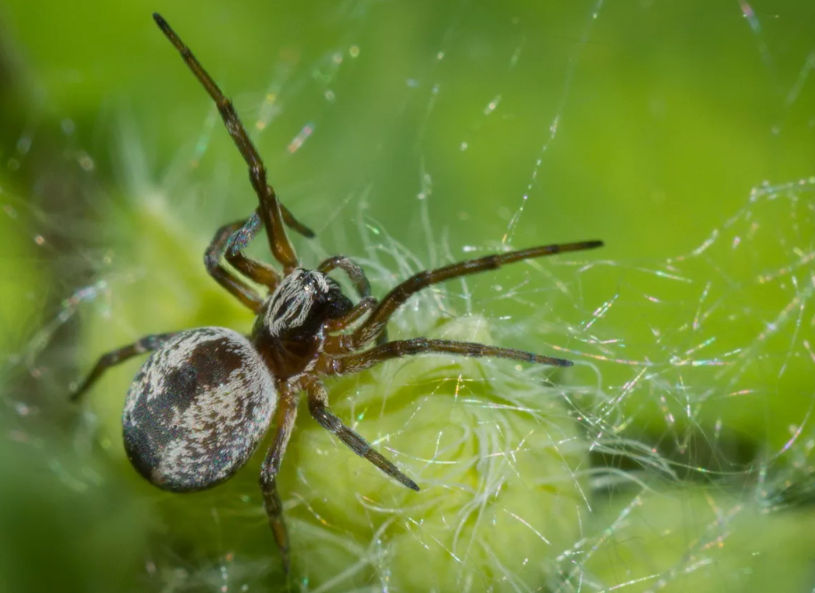 На нашем Ютуб канале "Планета Земля" есть большое видео про пауков