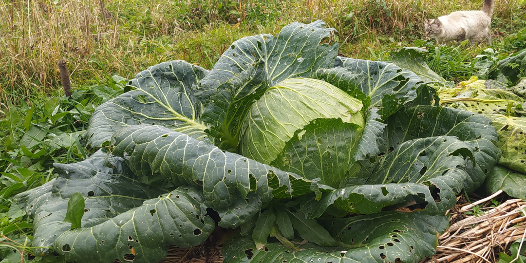 Как квасить капусту в собственном соку (без воды и без сахара)