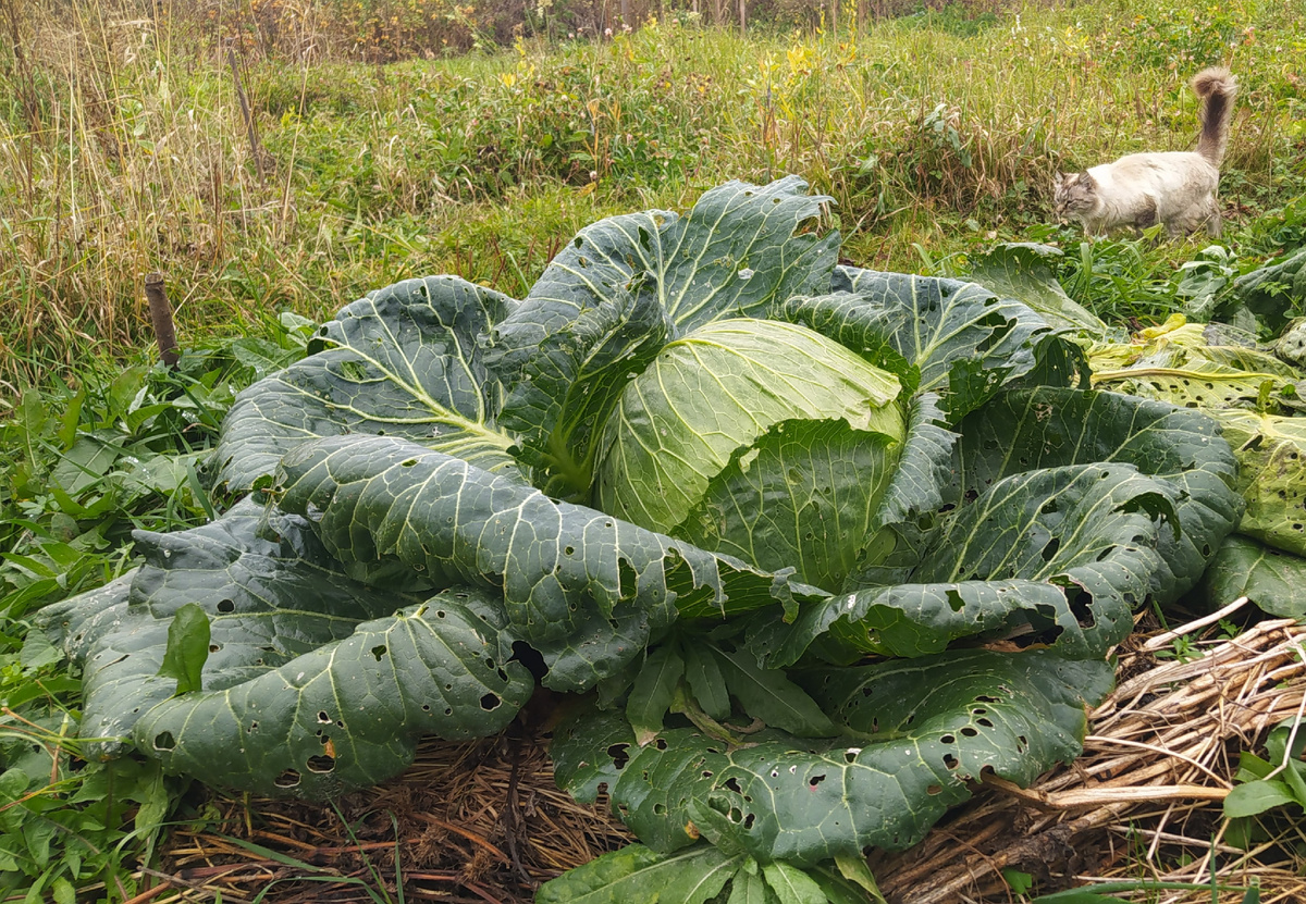 Сорт капусты "Мегатон" 