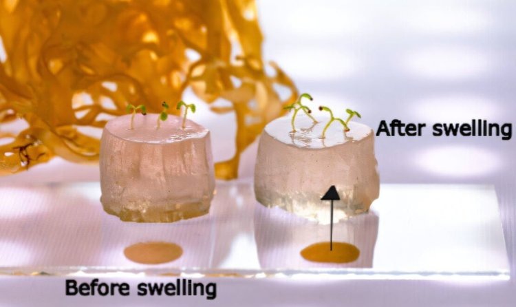    Фото: ACS Agricultural Science & Technology