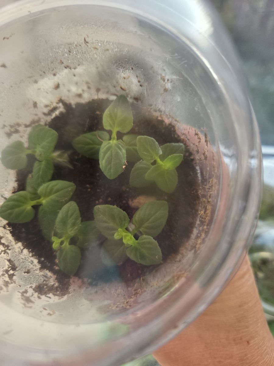 15 сентября 2025 г. Уже начали укореняться.