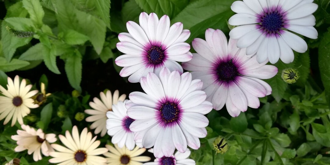 Круговорот цветов у садовода.