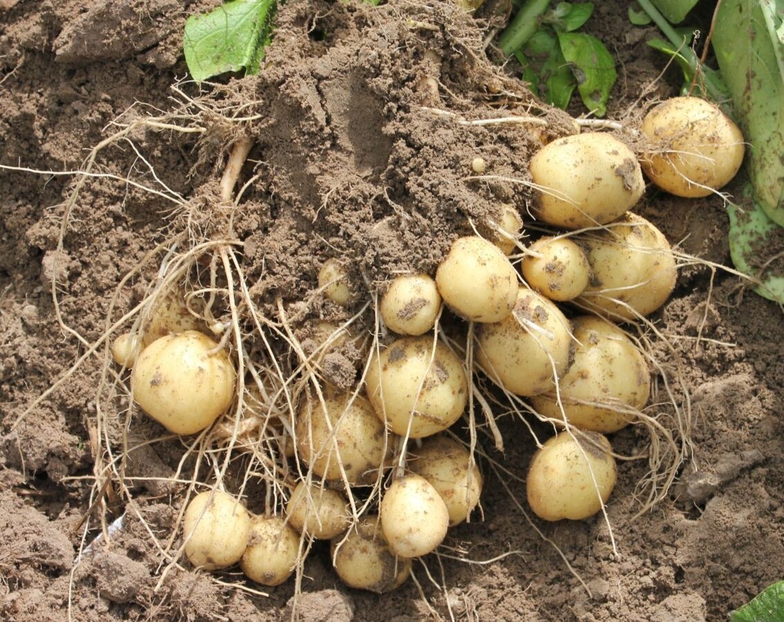 Быстро получить такой семенной картофель по силам каждому