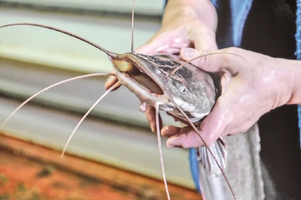    Саратовцы ловят гигантских сомов из-за сильного жора рыбы